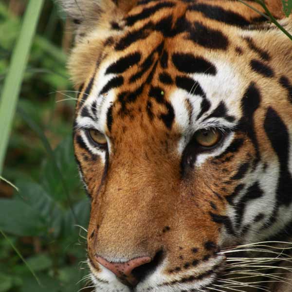 Golden Triangle Tour with Ranthambore